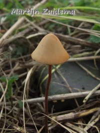 Breeksteeltjes [Bolbitiaceae]